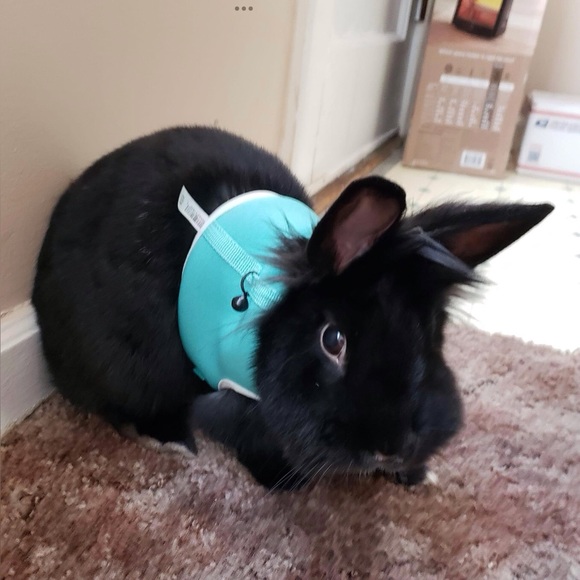 Welcome to lilbunnyfoofoo! Please read me!! :) - Picture 8 of 8